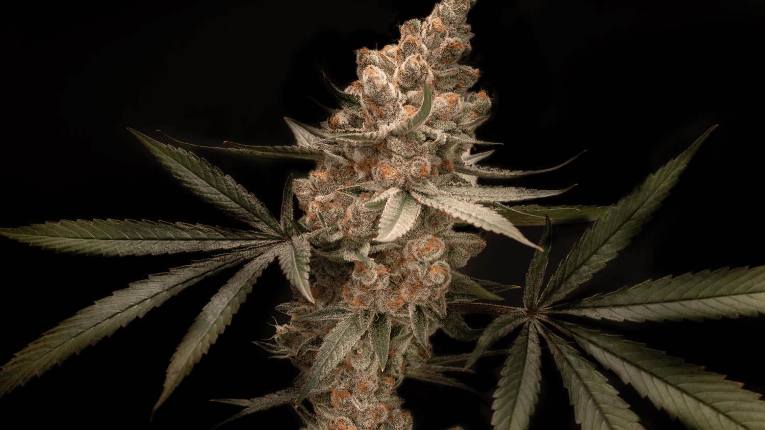 image of bubba kush hemp E1 