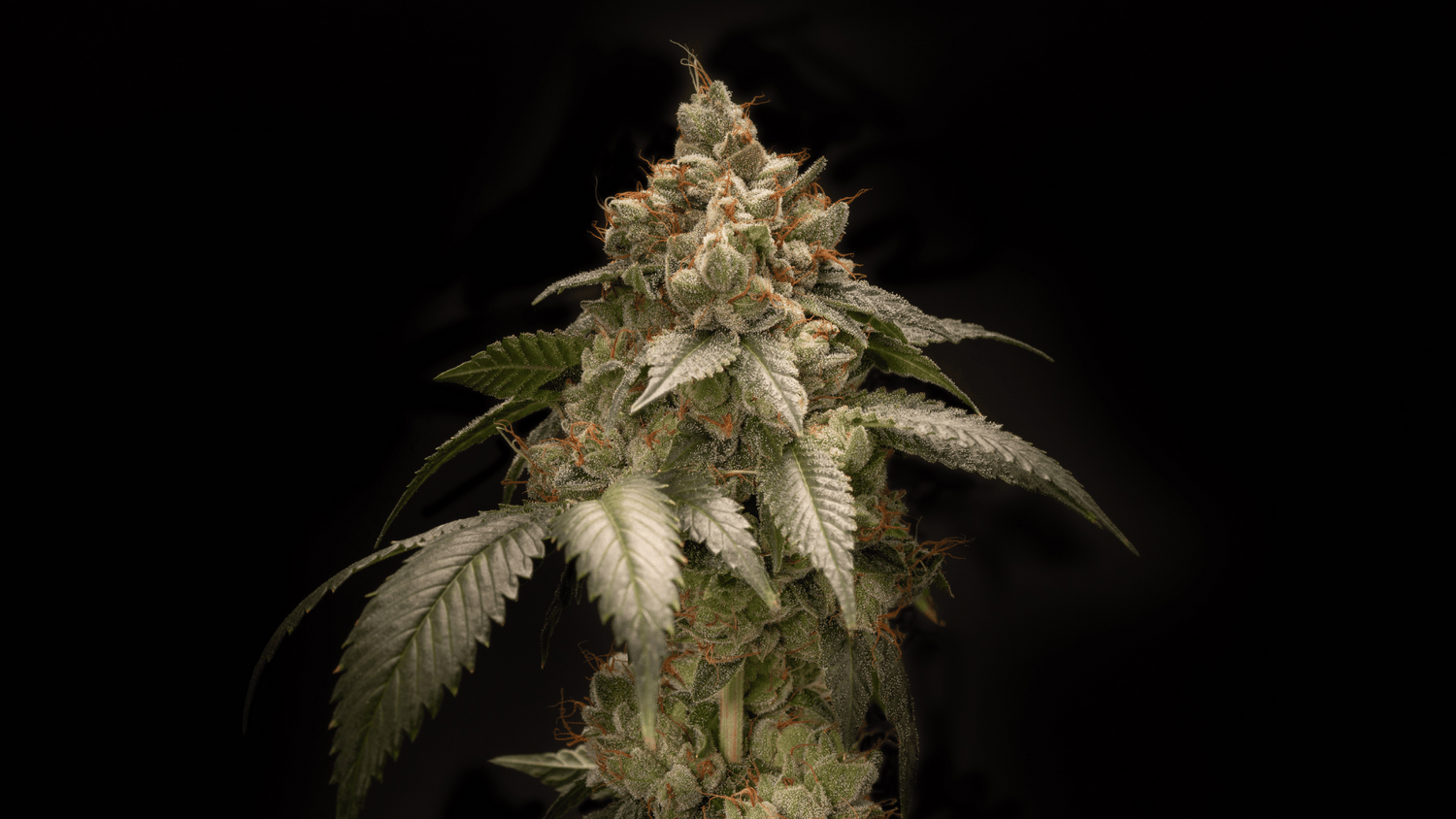 image of bubba kush pheno #66 im a glamour shout